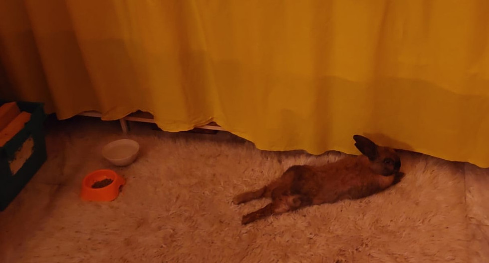 Bunny Jasper relaxing in the kitchen in front of the stove
