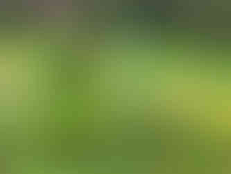 Our apothecary: bundles of dried herbs tucked into paper bags