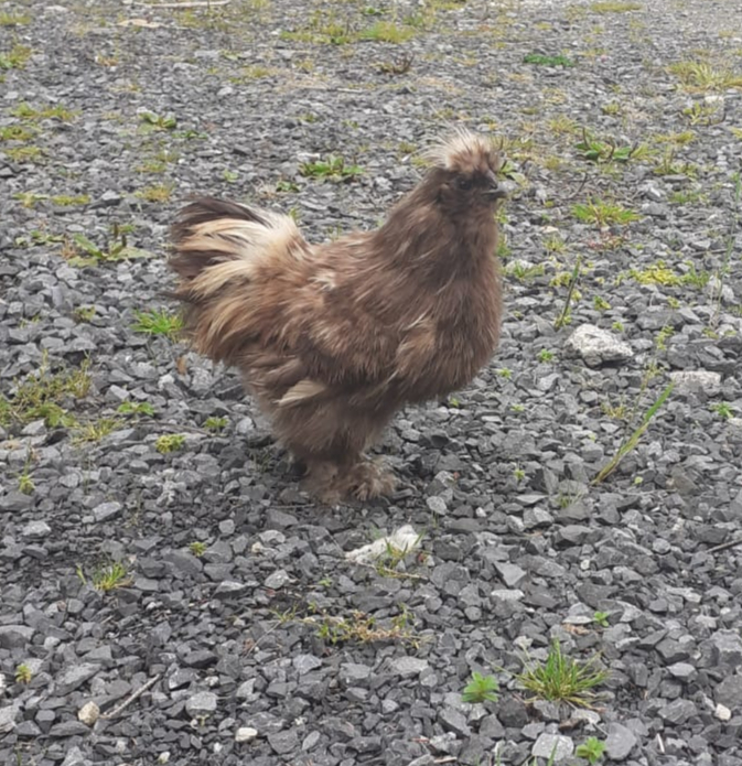 R.I.P. sweet, brave, gentle Sir Edward (Punky)