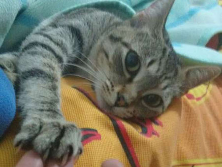 Tener gatos educados es posible con paciencia