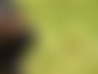 La agresividad de un perro se mide en 4 comportamientos.