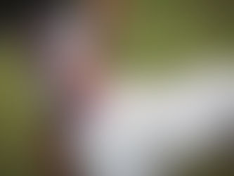 El perro y algunas curiosidades de su origen y comportamiento