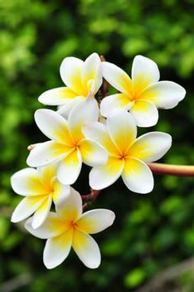 Frangipani 3.jpeg
