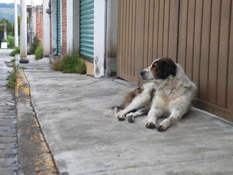 La visión desfavorable de la vida animal