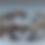 Thumbnail: Erizo de Mar