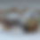 Thumbnail: Erizo de Mar