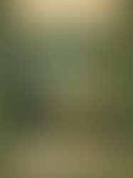 A poodle stands near a forest stall with potion bottles under a rain-soaked canopy. A plush dragon sits by mushrooms. Text: Beneath the Rain-Soaked Canopy, Fairy Walk Reflections.