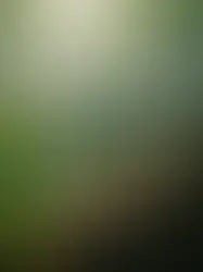 JPMorgan Chase e Carbon Direct lançam modelo global para unir biodiversidade e créditos de carbono