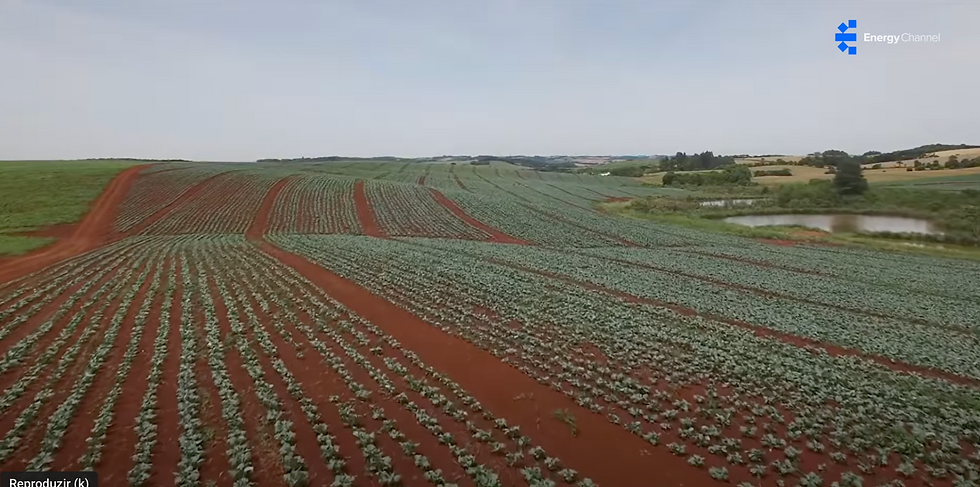 Grano Alimentos: A Jornada de Sustentabilidade e Inovação