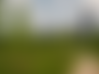 Chicago avança rumo a uma nova paisagem urbana com 90% da meta de plantio já concluída