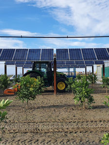 Agrovoltaica em canaviais: Valmont Solar aposta em nova fronteira para energia e agricultura sustentável