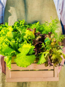 Agricultura Familiar: A Revolução Necessária para o Futuro