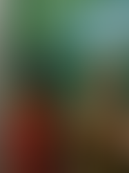 COP30 : Mulheres Inspiradoras que estão transformando o mundo