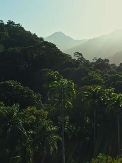 Shell Brasil, Petrobras e CCARBON/USP lançam o Carbon Countdown, maior banco de dados de estoques de carbono já realizado no país