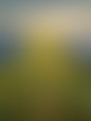 Pradarias Solares: Inovação Sustentável Transforma Paisagem em Minnesota