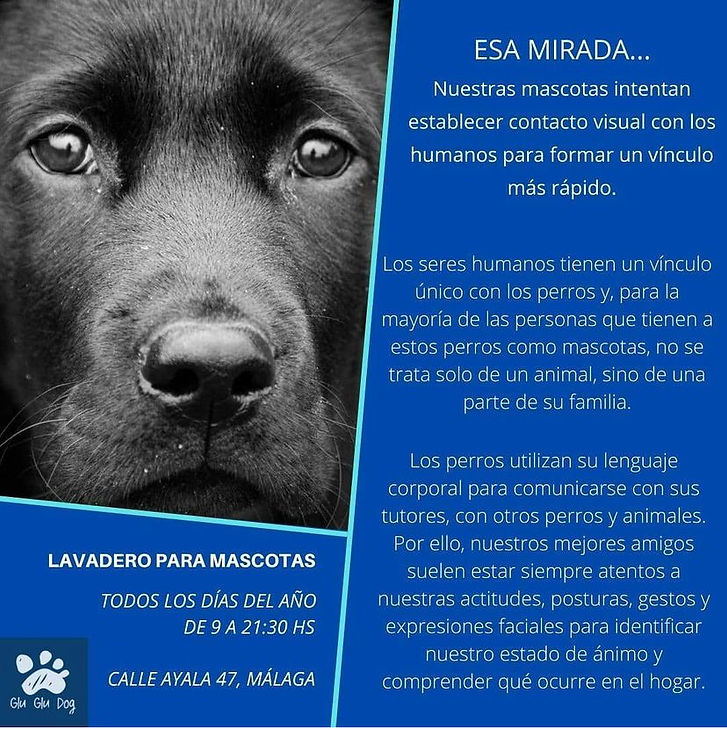 La importancia que tiene que nuestras mascotas se sientan queridas