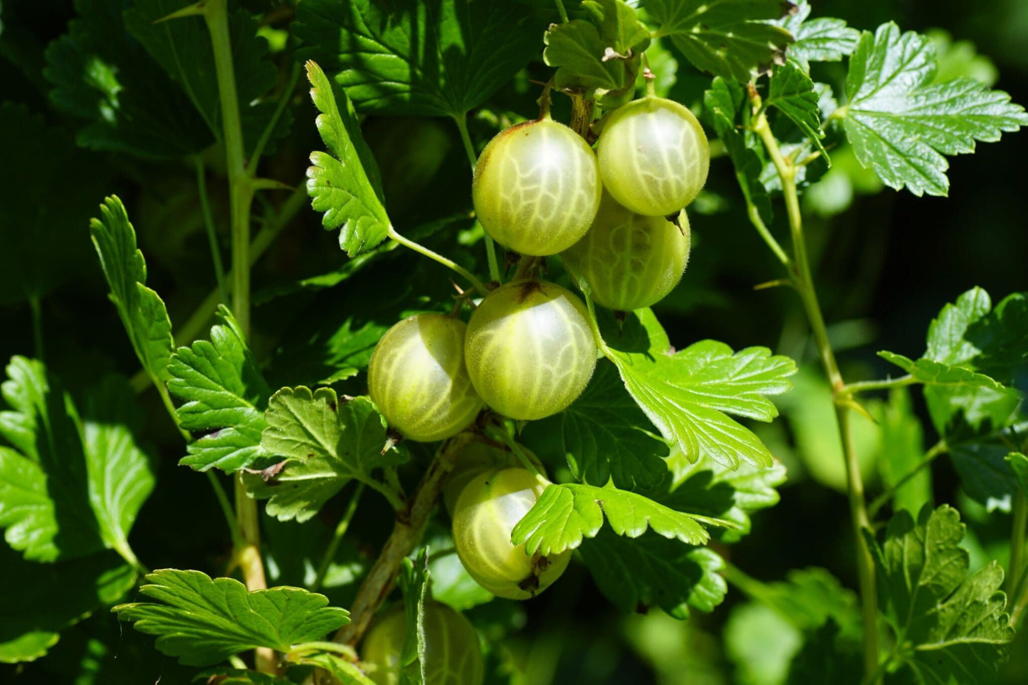 Gooseberry