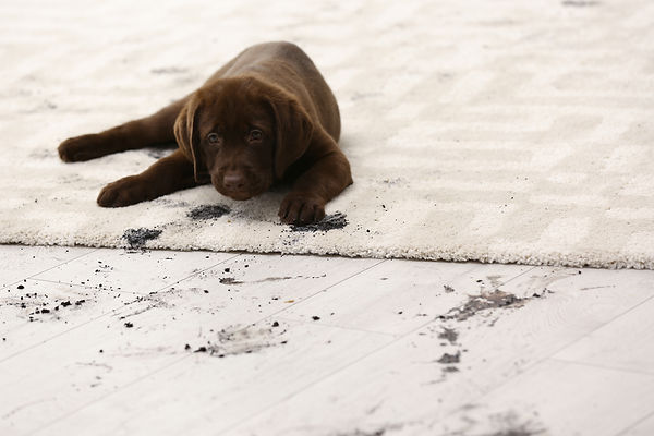 Cute dog leaving muddy paw prints on car