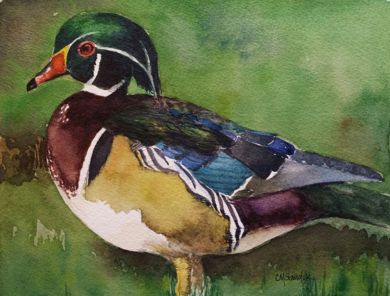 Wood Duck Watercolor painting