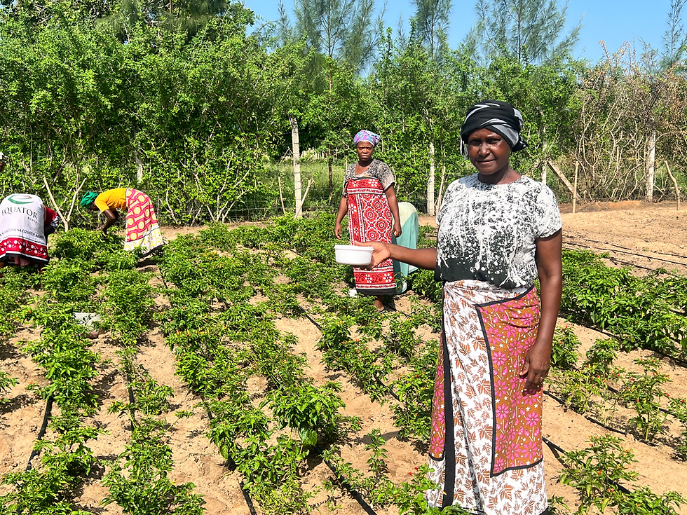 The Role SUED has Played in Championing for Access to and Control over Assets and Resources for Small Scale Women Farmers in Kilifi