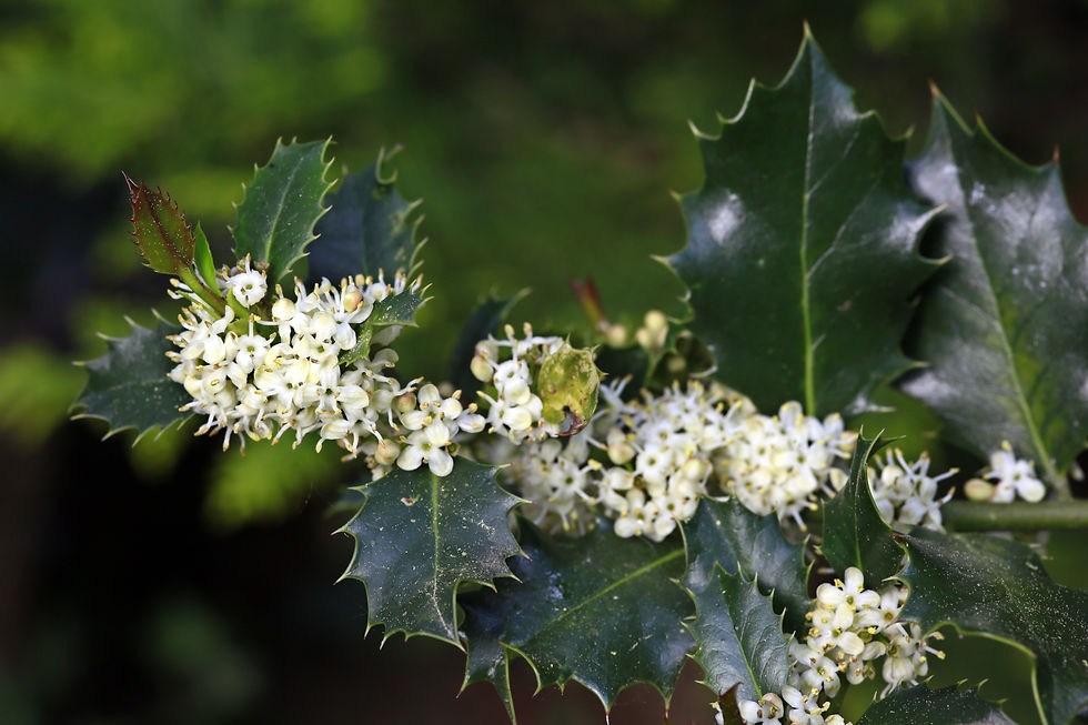 pflanze mit weißen Knospen und stacheligen Blättern