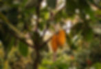 Organic cacao