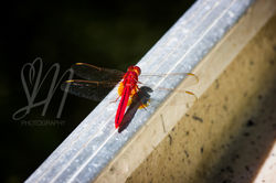 Red Dragonfly_Marked