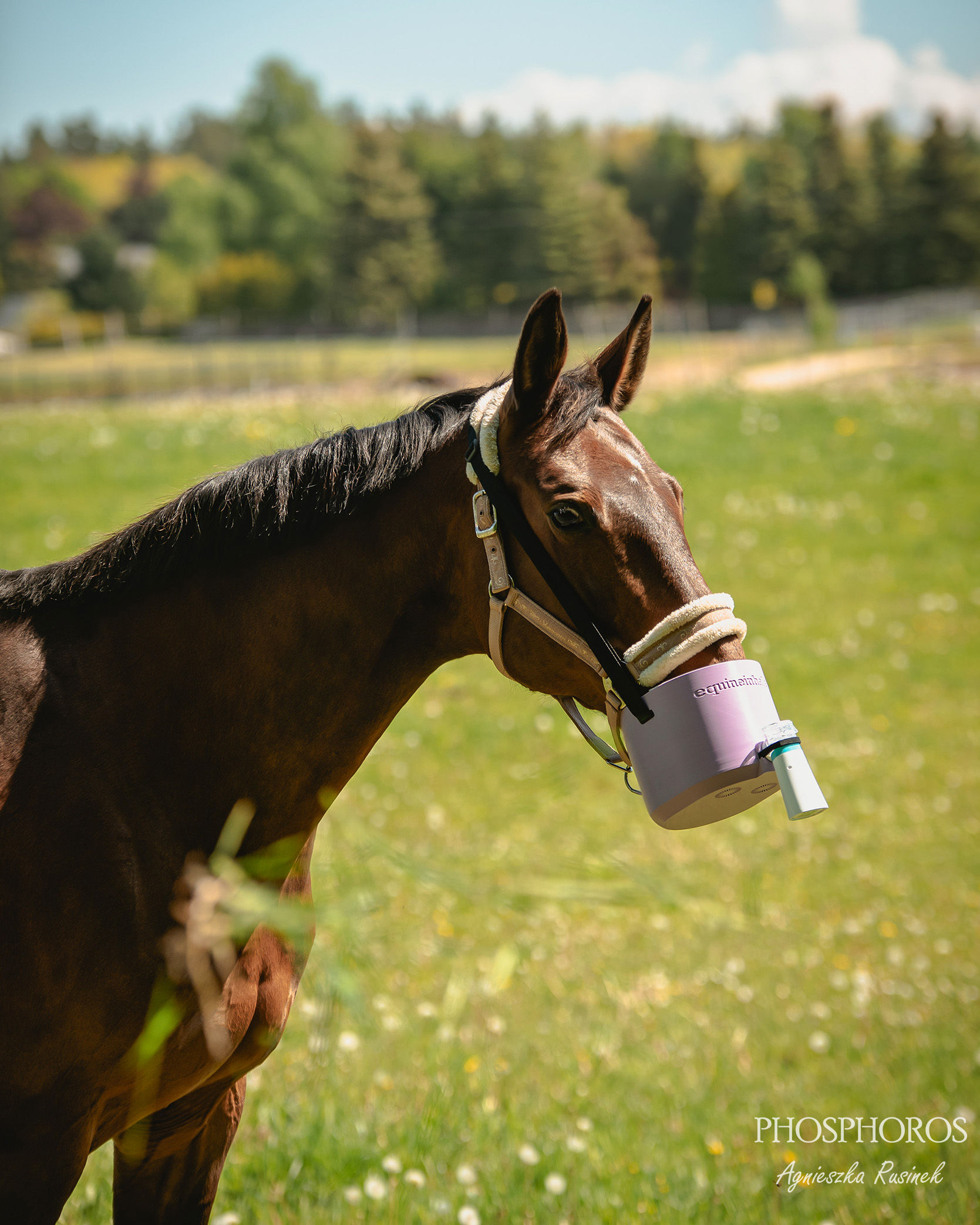 Maska do inhalacji dla konia CLASSIC EQUINEINHALER Lovely Violet