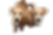two dogs_clipped_rev_1.png