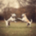 Dogs playing.jpg