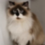 oreo_edited