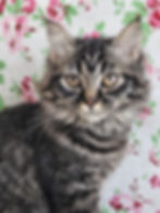 hanna