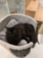 juju