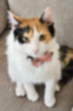 angelina_edited
