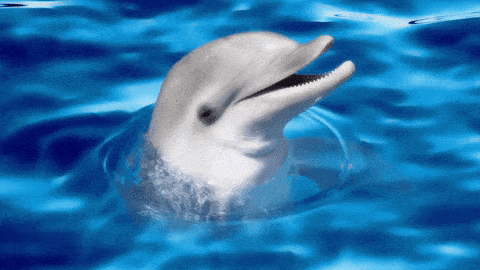 dolphin-gif-6.gif