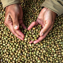 Hands sorting through green coffee beans.jpg