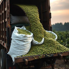green coffee beans pouring off back of truck into sacks.jpg