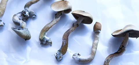 Dried mushrooms