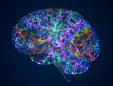 Neurons in the brain