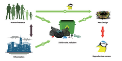 New Paper Alert! Urban birds and solid waste pollution