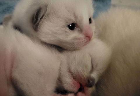 Blue Mitted Ragdoll cat Traditional Lines, Sleepy cat, Ragdoll cattery, TICA registered, Ragdoll kittens, Ragdoll litter, kittens, Ragdoll, Ragdolls, cats