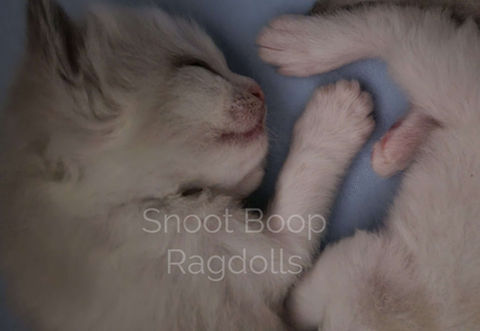 Sleeping blue point bicolor Ragdoll kitten.
