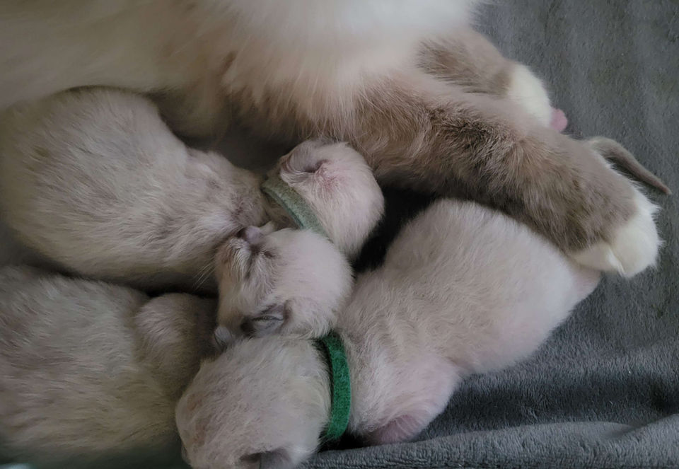 Blue Mitted Ragdoll cat Traditional Lines, Sleepy cat, Ragdoll cattery, TICA registered, Ragdoll kittens, Ragdoll litter, kittens, Ragdoll, Ragdolls, cats