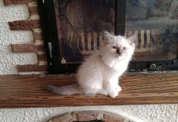 Blue point mitted Ragdoll from traditional lines/original lines. RW SGC Paramountcy-Dolls Soul Man.