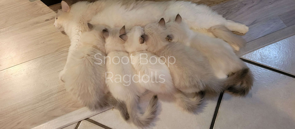 Litter of Ragdoll kittens drinking milk from their mom. Blue point mitted, blue point bicolor and blue tortie point bicolor kittens.