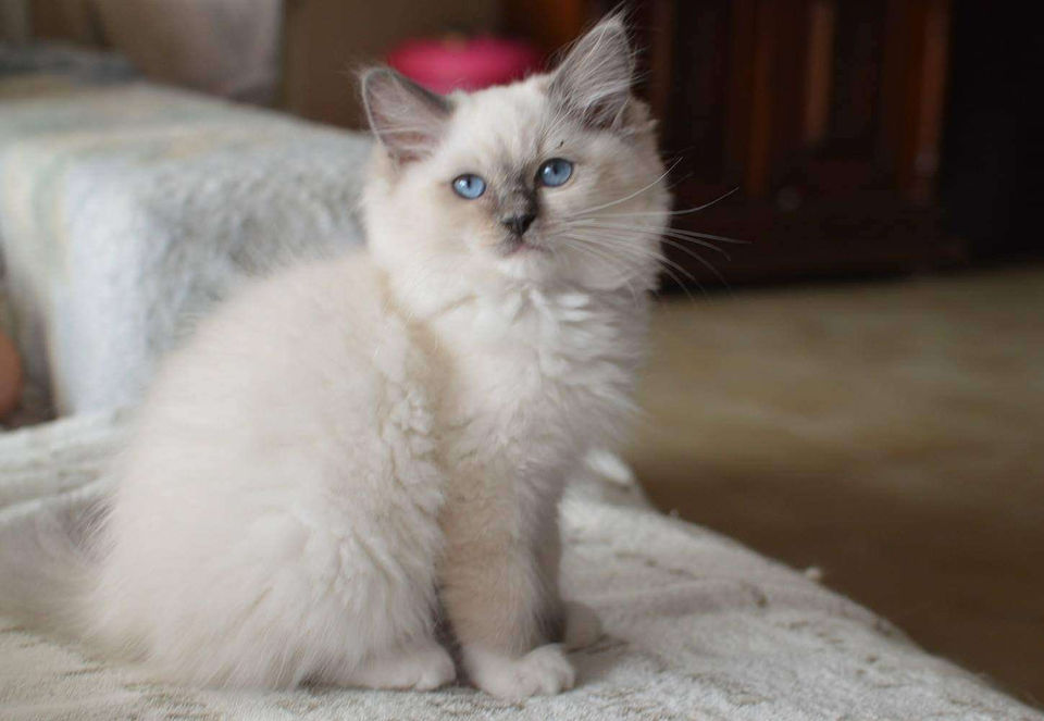 Blue point mitted Ragdoll from traditional lines/original lines. RW SGC Paramountcy-Dolls Soul Man.