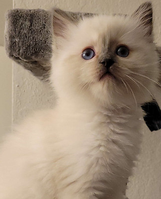 Blue Colorpoint Ragdoll Kitten from traditional lines. SnootBoop Mini Marshmallow.