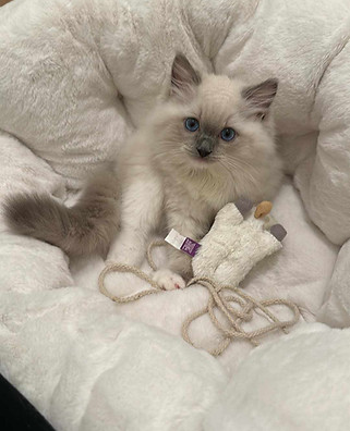 Blue Point Mitted Ragdoll kitten. SnootBoop Blueberry