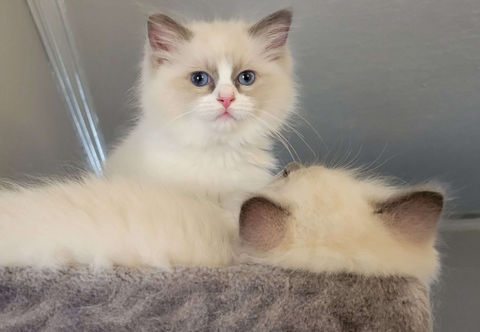Blue Mitted Ragdoll cat Traditional Lines, Sleepy cat, Ragdoll cattery, TICA registered, Ragdoll kittens, Ragdoll litter, kittens, Ragdoll, Ragdolls, cats
