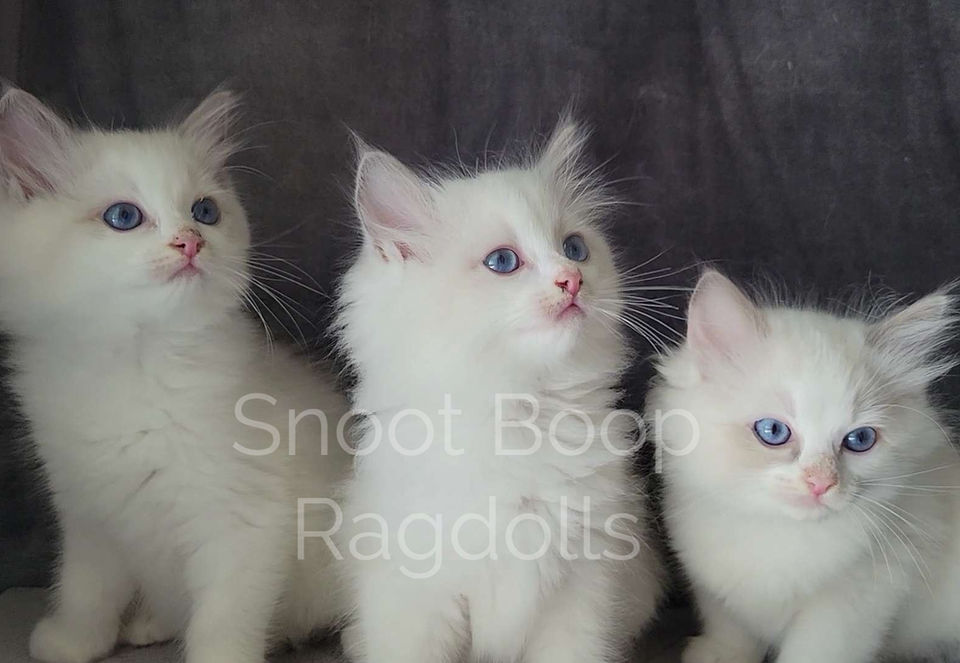 Three 8 week old Ragdoll kittens. Two blue point bicolor and a blue tortie point bicolor.